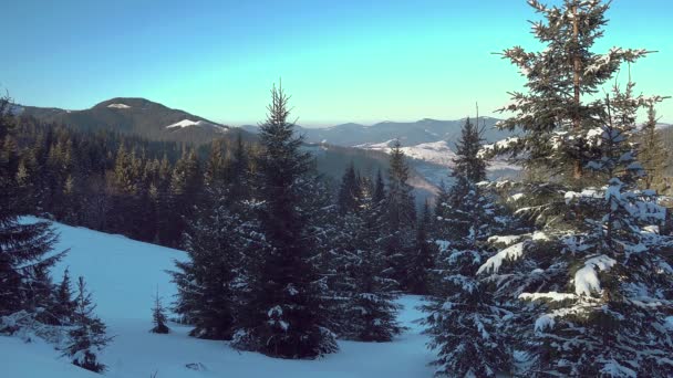 圣诞树在冬天森林 针叶树被新鲜的雪覆盖 年轻的圣诞树在冬天的山 — 图库视频影像