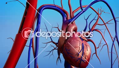 Arter ve kalp, insan kalp modeli, insan kalp anatomisi, kan damarlarının daralma 