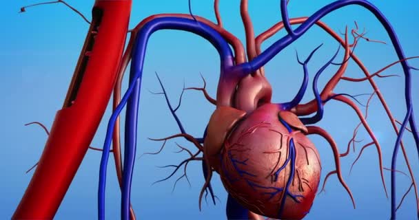 Arteria Corazón Modelo Corazón Humano Anatomía Del Corazón Humano Contracción — Vídeo de stock