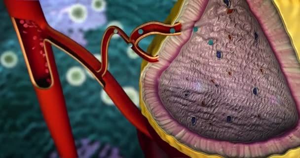Estrutura Interna Glândula Adrenal Eritrócitos Nos Vasos Sanguíneos Glândula Adrenal — Vídeo de Stock