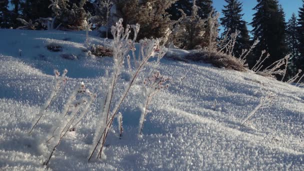 輝く結晶雪と木 木に朝霜朝霜と雪の結晶 — ストック動画