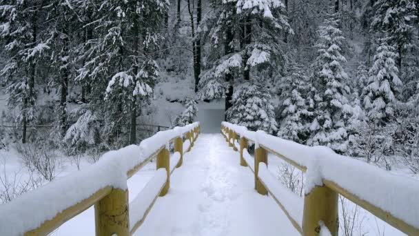 冬の森で雪に覆われた木々 新鮮な雪に覆われた針葉樹の木の橋します — ストック動画