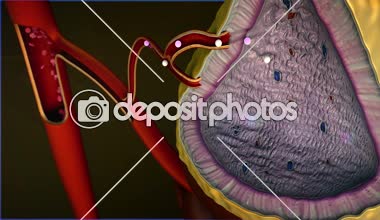 human adrenal gland, Internal structure of adrenal gland, adrenal gland, adrenaline into the blood stream 