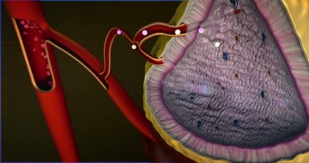 ひと副腎腺 血流にアドレナリンの内部構造 — ストック動画