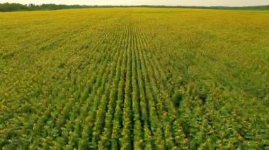 Ayçiçeği alanın, havadan görünümü çiçekli ayçiçeği gökyüzü arka plan günbatımı, ayçiçeği üzerinde uçuş uçuş Ayçiçeği tarlası üzerinde üzerinde havadan görünümü