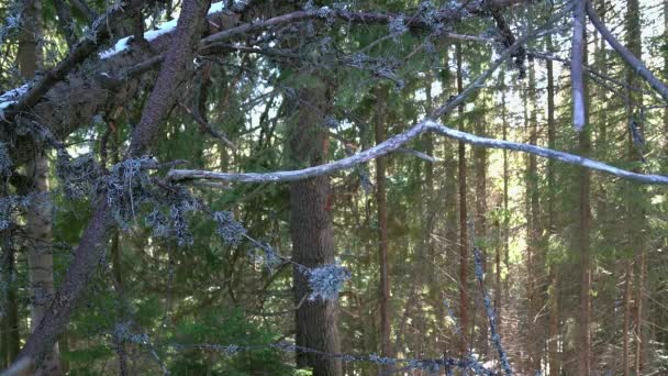 Musgo Azul Árbol Bosque Invierno Bosque Invierno Nieve — Vídeos de Stock