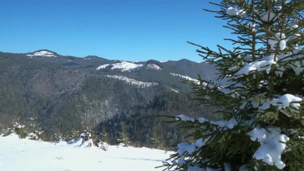 冬の森でクリスマス ツリーを若い 若いクリスマス新雪で覆われた針葉樹冬の山の中の木 — ストック動画