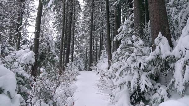 冬の森のクリスマス ツリー 若いクリスマス新雪で覆われた針葉樹冬の山の中の木 — ストック動画