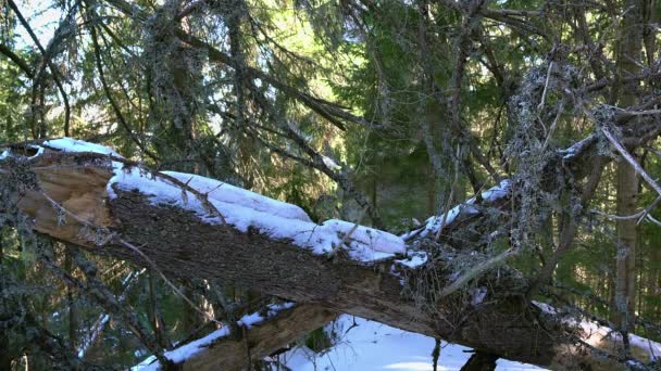 ログと冬の森 苔青の冬の森のツリー 雪で冬の森のコケ — ストック動画