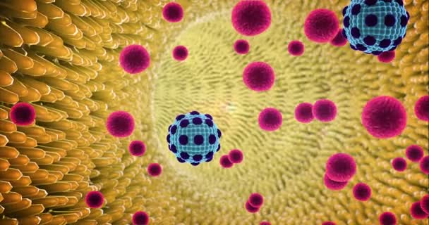人間の免疫システム攻撃ウイルス ウイルス マクロファージや白血球 血管内 血管内の脂肪細胞高品質 レンダリング 赤の血液細胞の動脈で白血球細胞 — ストック動画