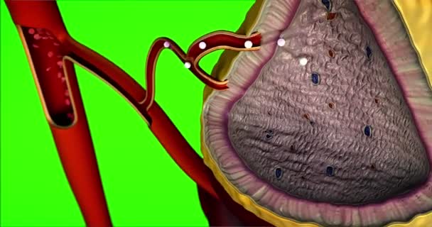 Nebenniere Auf Grünem Hintergrund Innere Struktur Der Nebenniere Erythrozyten Blutgefäße — Stockvideo