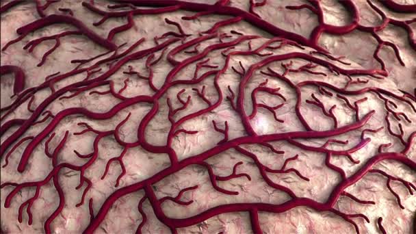 Hirnmodell Gehirn Hirnsurfase Beleidigung Kreislaufsystem Krankheit Herzinfarkt Kapillare — Stockvideo