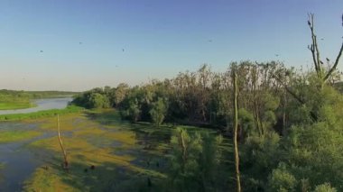 Yalnız kuru ağaç büyümüş gölet, büyümüş gölet, bataklık su ağaçlar çalılar büyümüş peyzaj, yaz, büyümüş gölet 4k, havadan görünümü gölde ölü ağaç içinde kuru ağaç 4 k hava manzara nehir yeşil ağaçların üzerinden uçan 