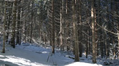 kış, kış çam ormanı, doku kış orman, güzel kış orman, kış iğne yapraklı orman, kış kar kar yağıyordu Çam ormanıyla iğne yapraklı orman manzara güzel ağaç arka plan