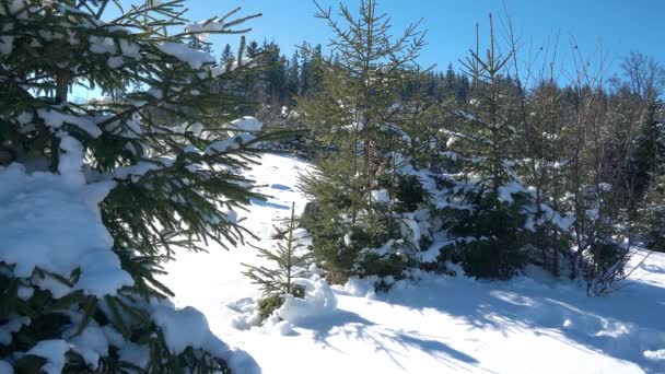 Młodych Choinek Zimie Lasu Drzew Iglastych Pokryte Świeżym Śniegu Słońce — Wideo stockowe