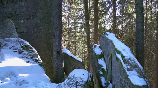 Floresta Coníferas Rochas Inverno Floresta Pinheiros Inverno Foresy Pedras Paisagem — Vídeo de Stock