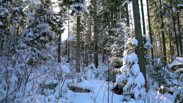 Árboles Cubiertos Sol Nieve Jóvenes Árboles Navidad Bosque Invierno Árboles — Vídeo de stock