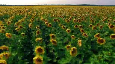 Ayçiçeği alanın, hava hava görünümünü bir gökyüzü arka plan ayçiçeği üzerinde uçuş çiçekli ayçiçeği görüntüleyin, Ayçiçeği tarlası üzerinde uçuş