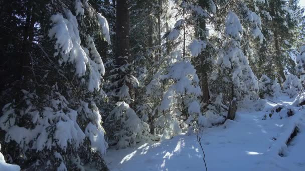 Jóvenes Árboles Navidad Bosque Invierno Pequeño Árbol Navidad Nieve Varios — Vídeo de stock