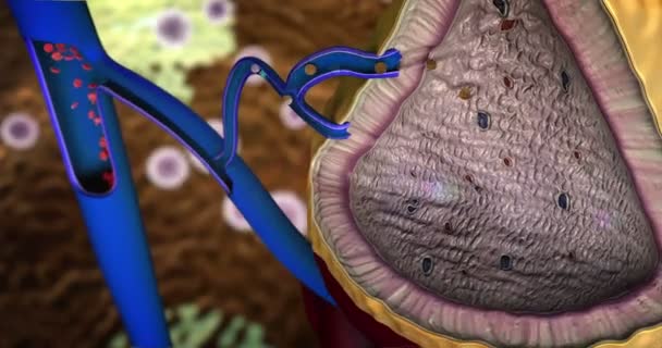 Bezi Hormonları Insan Organ Üretir Böbreküstü Bezi Böbreküstü Bezi Eritrositler — Stok video