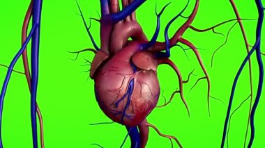 Yeşil ekran, insan kalp anatomisi, arter ve kalp, kan damarları daralma insan kalp modeli 