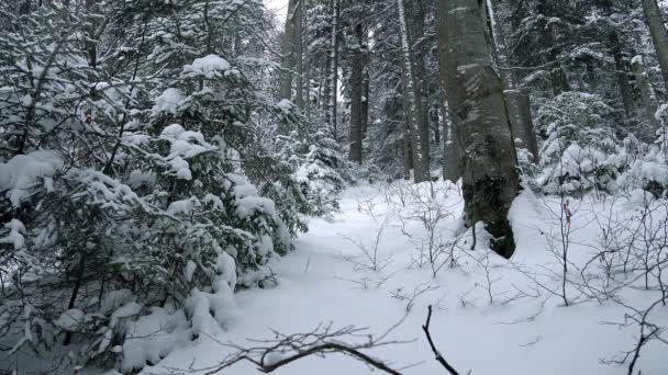 冬の森 雪の小さなクリスマス ツリー クリスマス_ツリー若い新鮮な雪 降雪後まばらな森林風景に覆われたいくつかの小さくてかわいいのトウヒ木のクリスマス ツリー — ストック動画