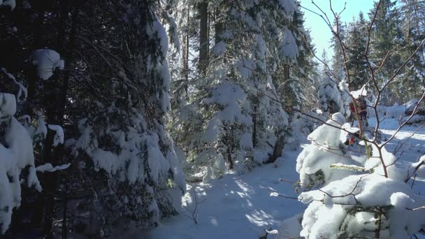 Arbres Noël Dans Forêt Hiver Petit Arbre Noël Dans Neige — Video