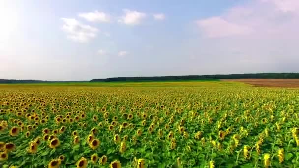 Vue aérienne du champ de tournesols, Vue aérienne des tournesols à fleurs sur fond de ciel, vol au-dessus des tournesols, vol au-dessus d'un champ de tournesols 