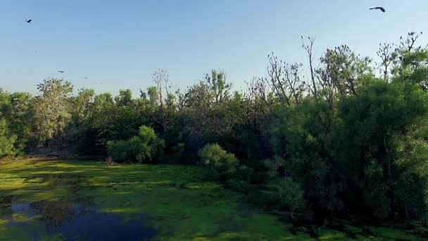 Luftaufnahme Von Kormoranen Auf Bäumen Luftaufnahme Von Nistenden Kormoranen Vögeln — Stockvideo