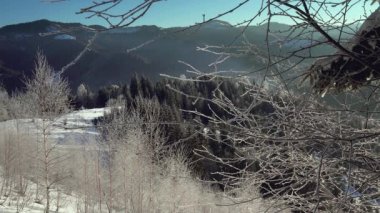 Sabah frost ve kar kristalleri, sabah Frost'un üzerinde ağaçlar, ağaçlar parlak kristal kar taneleri ile,