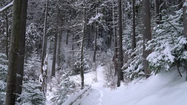 白雪覆盖的树木 冬天森林中的圣诞树 覆盖着新鲜雪的针叶树 早晨的阳光透过白雪覆盖的冷杉 — 图库视频影像
