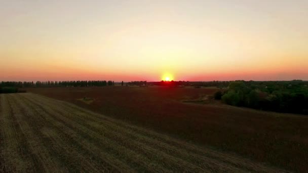 Günbatımı Neresi Günbatımı Buğday Alanında Üzerinde Uçuş Üzerinde Havadan Görünümü — Stok video