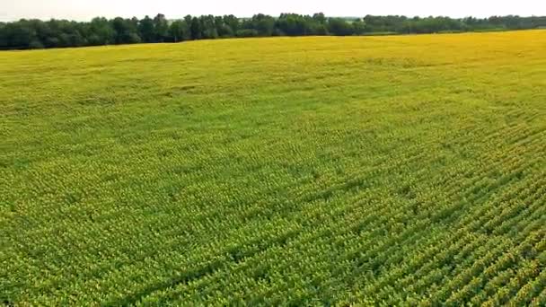 Flygfoto Över Solrosor Fält Antenn Visa Blommande Solrosor Himmel Bakgrund — Stockvideo