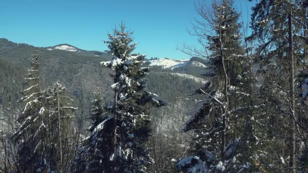 Jehličnaté Stromy Pokrytá Čerstvým Sněhem Ranní Slunce Přes Zasněžené Jedle — Stock video