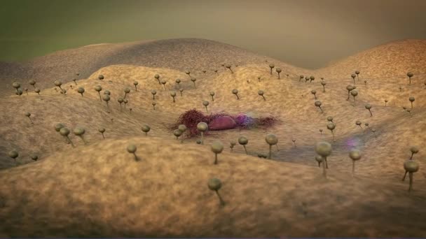 Colonie de champignons, champignon sur la surface du cuir, paysage de micromonde, croissance du champignon 