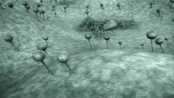 真菌的群体 微世界的景观 在皮革表面的真菌群体周围飞行 真菌孢子 在皮革表面的霉菌 真菌释放孢子 — 图库视频影像