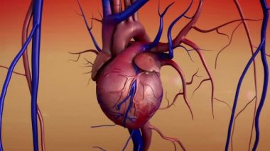İnsan kalbi modeli, insan kalp anatomisi, arter ve kalp, kan damarları daralma