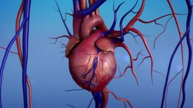 İnsan kalbi modeli, insan kalp anatomisi, arter ve kalp, kan damarları daralma 