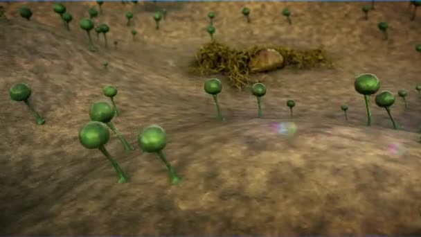Colonie de champignons, champignon sur la surface du cuir, paysage de micromonde, croissance du champignon 