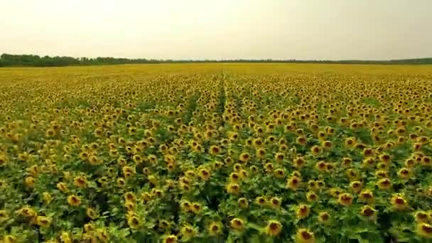 Aerial View Sunflowers Field Aerial View Flowering Sunflowers Sky Background — Stock Video