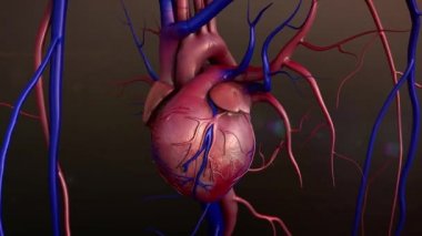 İnsan kalbi, insan kalp modeli ve eritrositler kan damarları, kalp anatomisi, insan kalp ve damar, daralma kalp arka plan üzerinde kan damarlarının 4 k animasyon