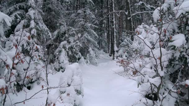 冬の森のクリスマス ツリー 若いクリスマス新雪で覆われた針葉樹冬の山の中の木 — ストック動画