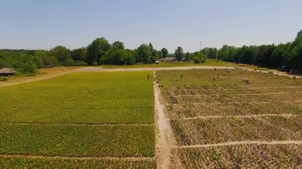 Vue Dessus Des Personnes Travaillant Sur Champ Fleurs Vue Aérienne — Video