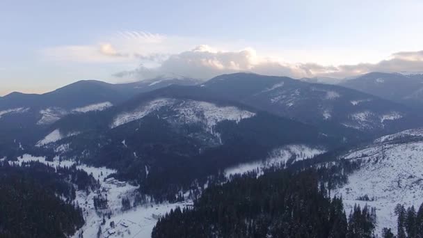 Coniferous Winter Forest View Dense Coniferous Forest Top View Aerial — Stock Video