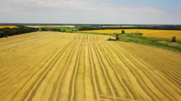 Pohled Kombinaci Sklizňového Pole Poli Pšenice Vzdušné Záběry Sklizňového Sklízku — Stock video