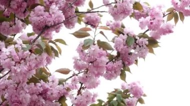 çiçek açan pembe sakura, Sakura bahar çiçekleri, Bahar çiçeği arka plan, Pembe Çiçekler ve Rüzgarda Sallanan Hassas Yaprakları ile Sakura Japon Kiraz Çiçekleri Dalları