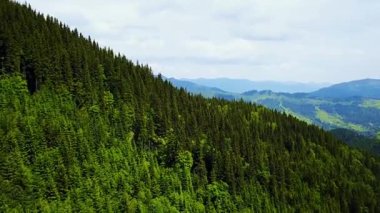dağ tarafında iğne yapraklı ağaçların havadan görünümü, ormanlık dağların havadan görünümü, dağlarda güzel ormana harika uçuş, ladin ormanHavadan görünümü, vahşi orman ile dağlar ve tepeler üzerinde uçan