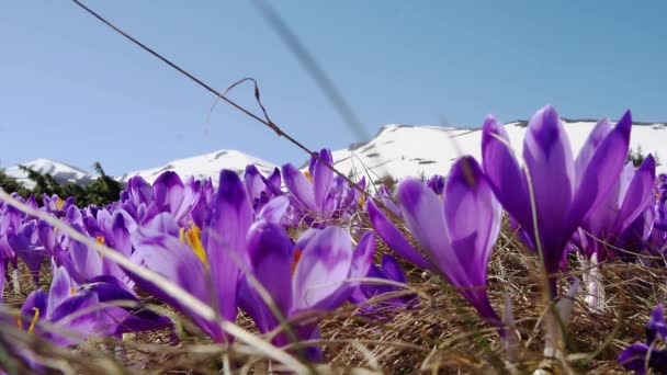 Kvetoucí Krokusy Blízko Kvetoucí Krokusy Mýtině Jarní Kroje Karpatech Pole — Stock video