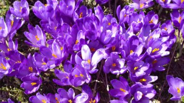 çiçekli crocuses yakın, glade üzerinde çiçekli crocuses, karpat dağlarda Bahar crocuses, yabani mor crocuses Alanı, yabani büyüyen bahar çiçekleri çiğdem güzelliği baharda çiçeklenme,