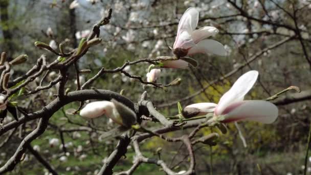 白いマグノリアの花白いマグノリアの花白いマグノリアの花木の枝 — ストック動画